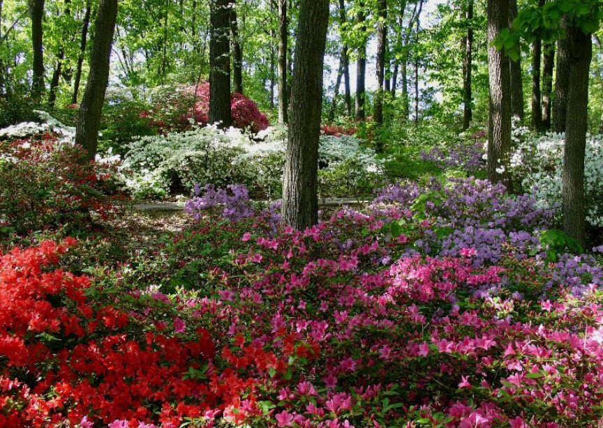 Jenkins Arboretum & Gardens, United States